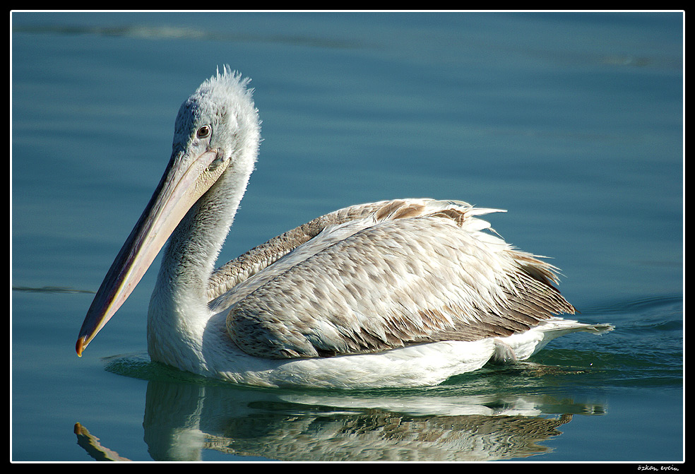 Tepeli pelikan » Dalmatian Pelican » Pelecanus crispus