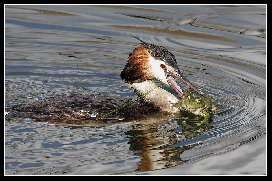 Bahri » Great Crested Grebe » Podiceps cristatus