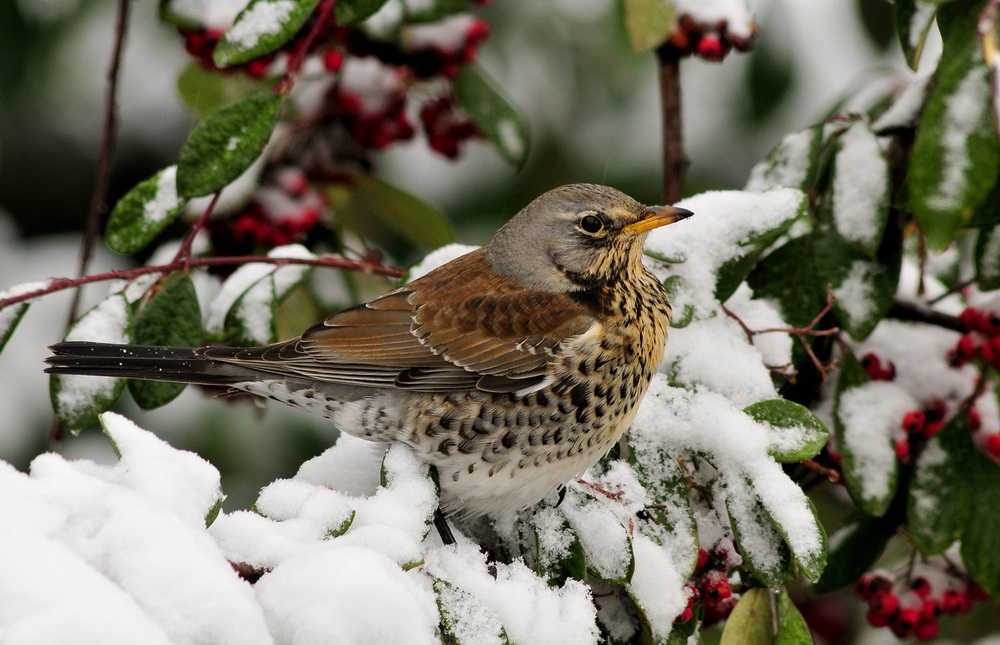 Tarla ardıcı » Fieldfare » Turdus pilaris