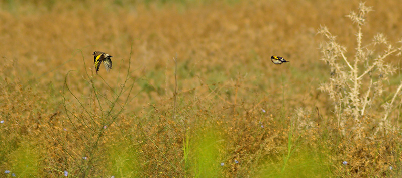 Saka » European Goldfinch » Carduelis carduelis