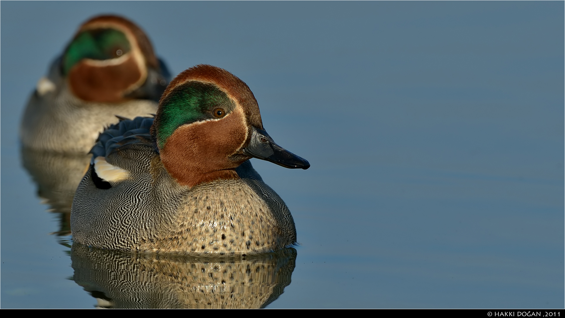 Çamurcun » Eurasian Teal » Anas crecca