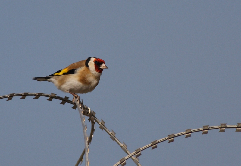 Saka » European Goldfinch » Carduelis carduelis