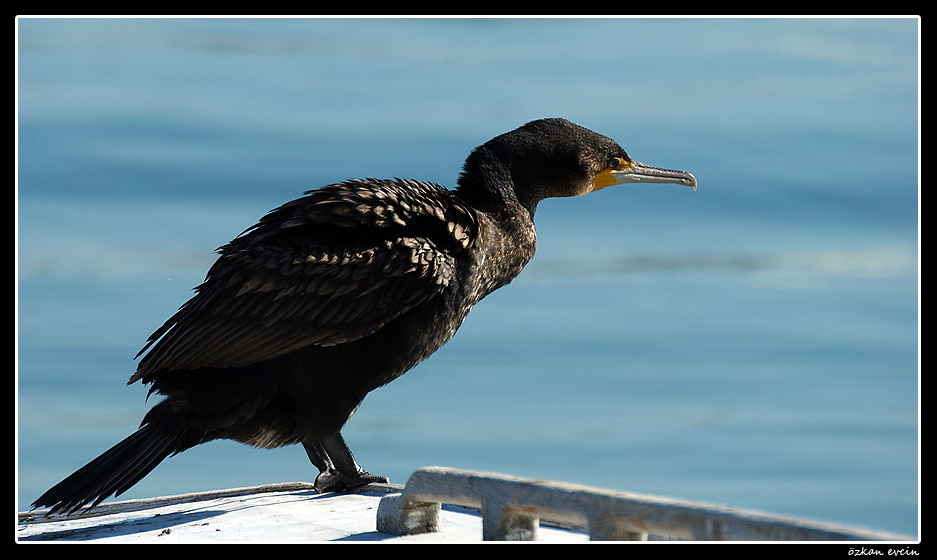 Karabatak » Great Cormorant » Phalacrocorax carbo