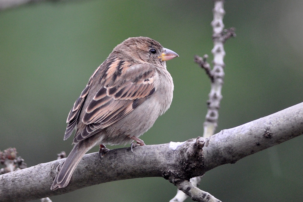 Serçe » House Sparrow » Passer domesticus