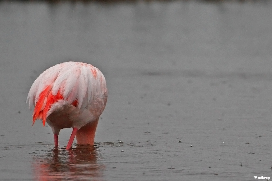 Flamingo » Greater Flamingo » Phoenicopterus roseus