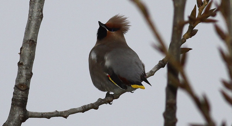 İpekkuyruk » Bohemian Waxwing » Bombycilla garrulus