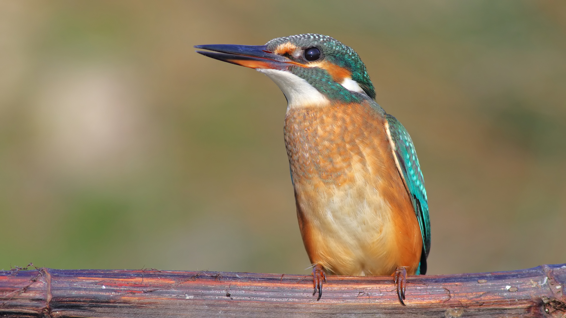 Yalıçapkını » Common Kingfisher » Alcedo atthis