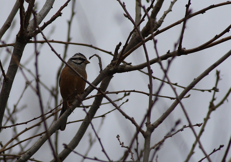 Kaya kirazkuşu » Rock Bunting » Emberiza cia