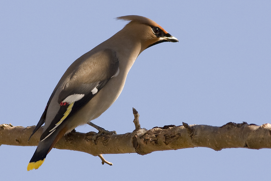 İpekkuyruk » Bohemian Waxwing » Bombycilla garrulus