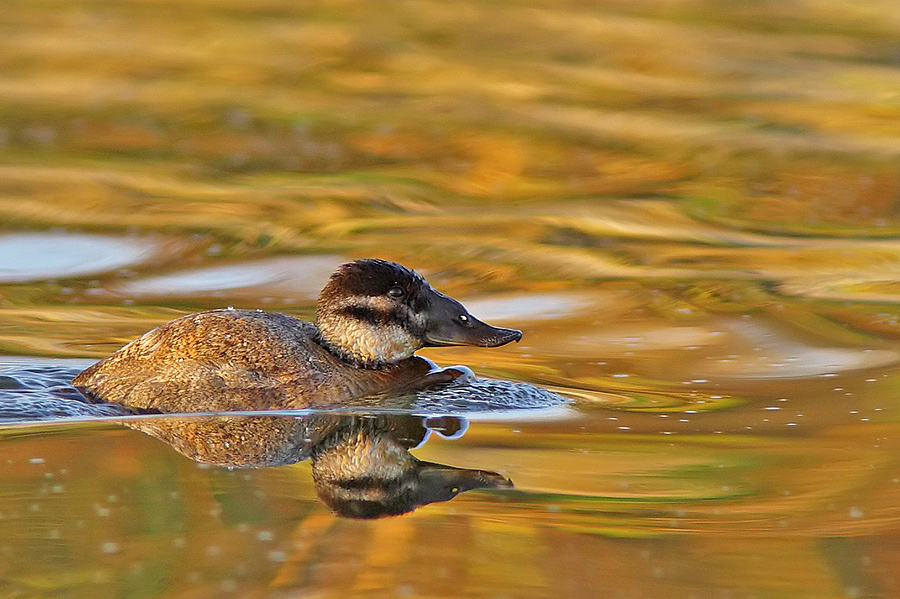 Dikkuyruk » White-headed Duck » Oxyura leucocephala