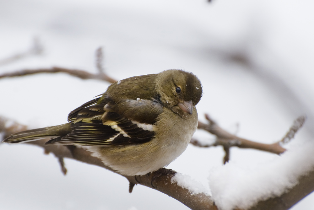 İspinoz » Common Chaffinch » Fringilla coelebs