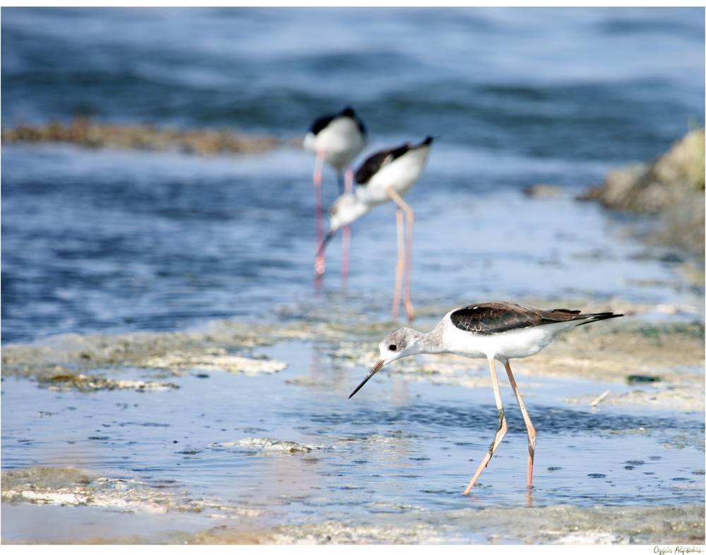 Uzunbacak » Black-winged Stilt » Himantopus himantopus