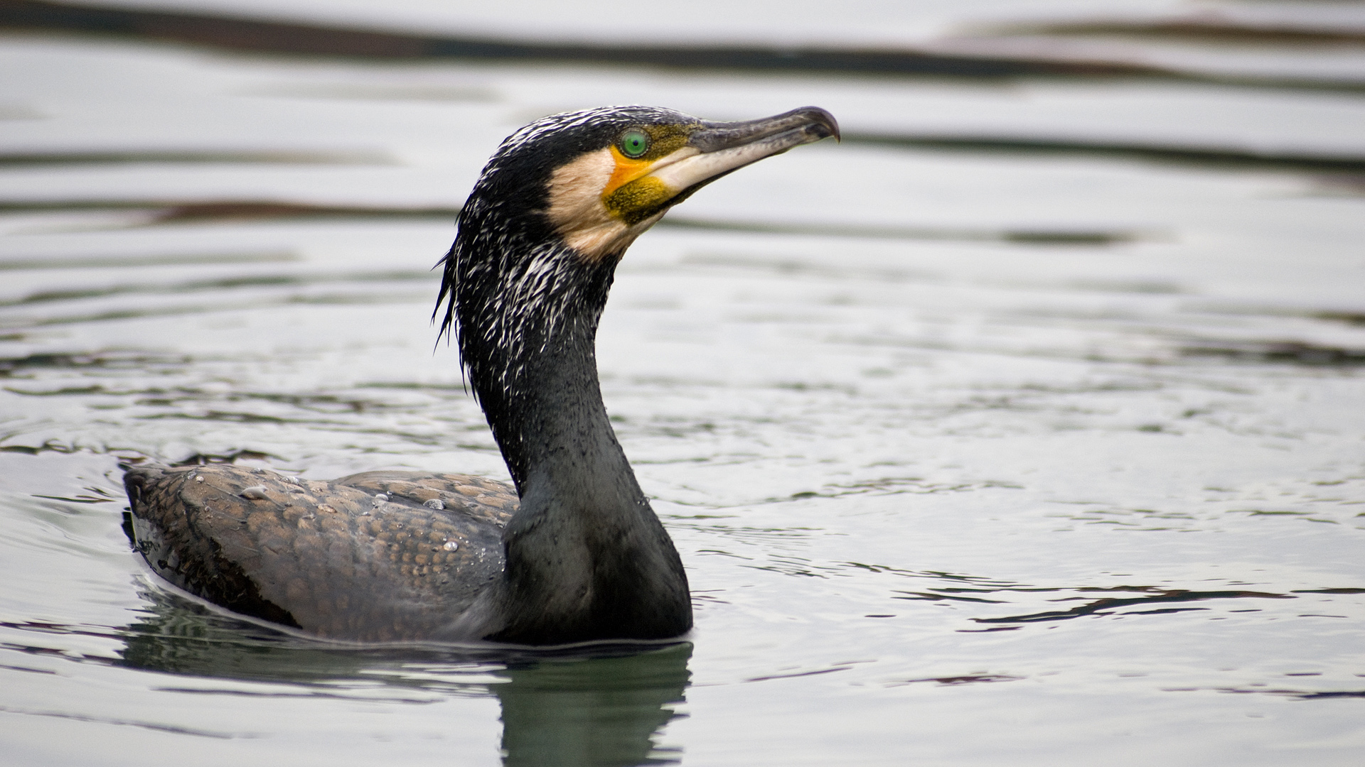 Karabatak » Great Cormorant » Phalacrocorax carbo