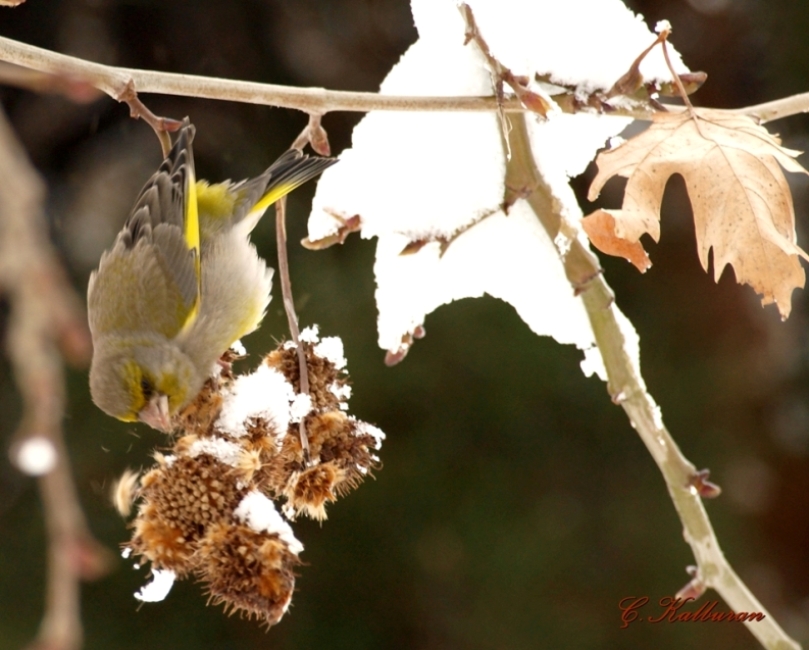Florya » European Greenfinch » Chloris chloris