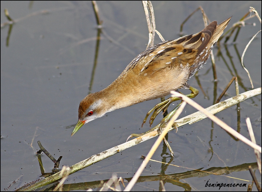 Bataklık suyelvesi » Little Crake » Porzana parva