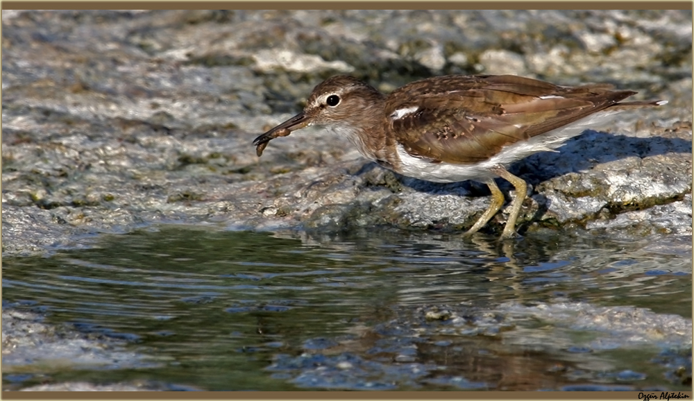 Dere düdükçünü » Common Sandpiper » Actitis hypoleucos