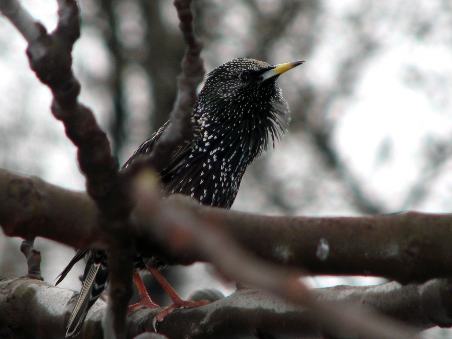 Sığırcık » Common Starling » Sturnus vulgaris