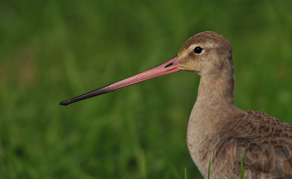 Çamurçulluğu » Black-tailed Godwit » Limosa limosa