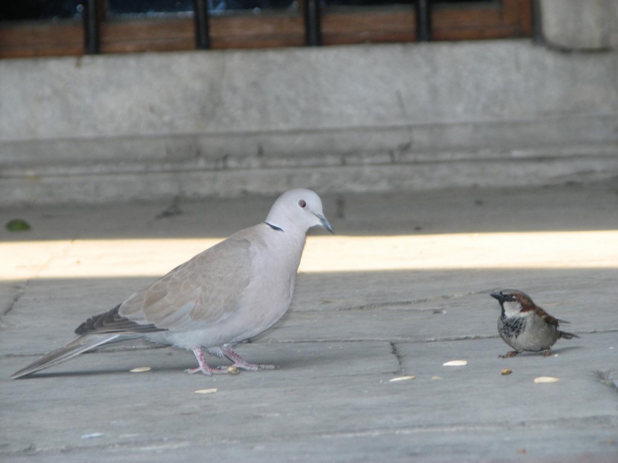 Kumru » Eurasian Collared Dove » Streptopelia decaocto