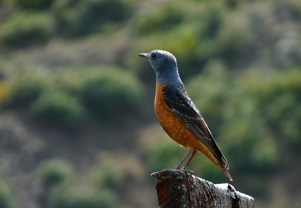 Taşkızılı » Common Rock Thrush » Monticola saxatilis