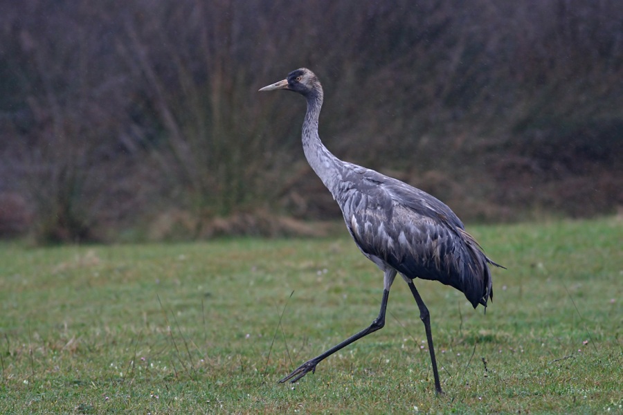 Turna » Common Crane » Grus grus