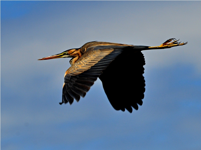 Erguvani balıkçıl » Purple Heron » Ardea purpurea