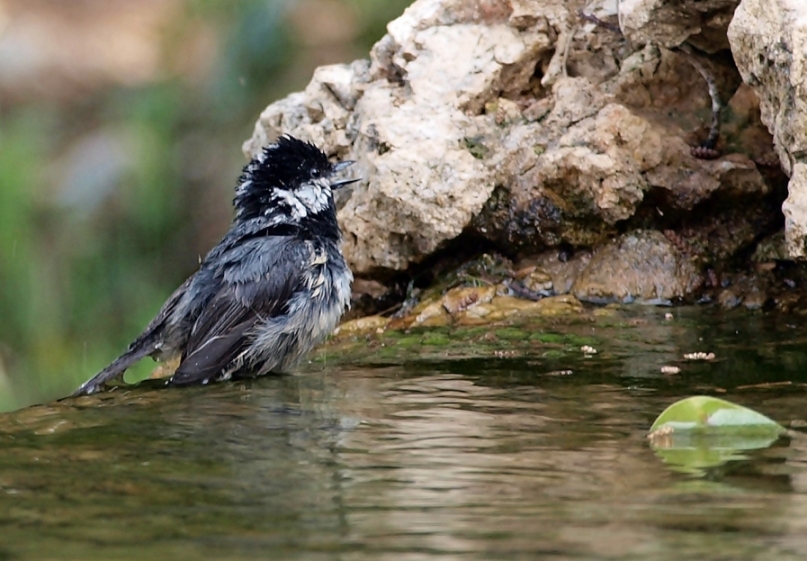 Çam baştankarası » Coal Tit » Periparus ater