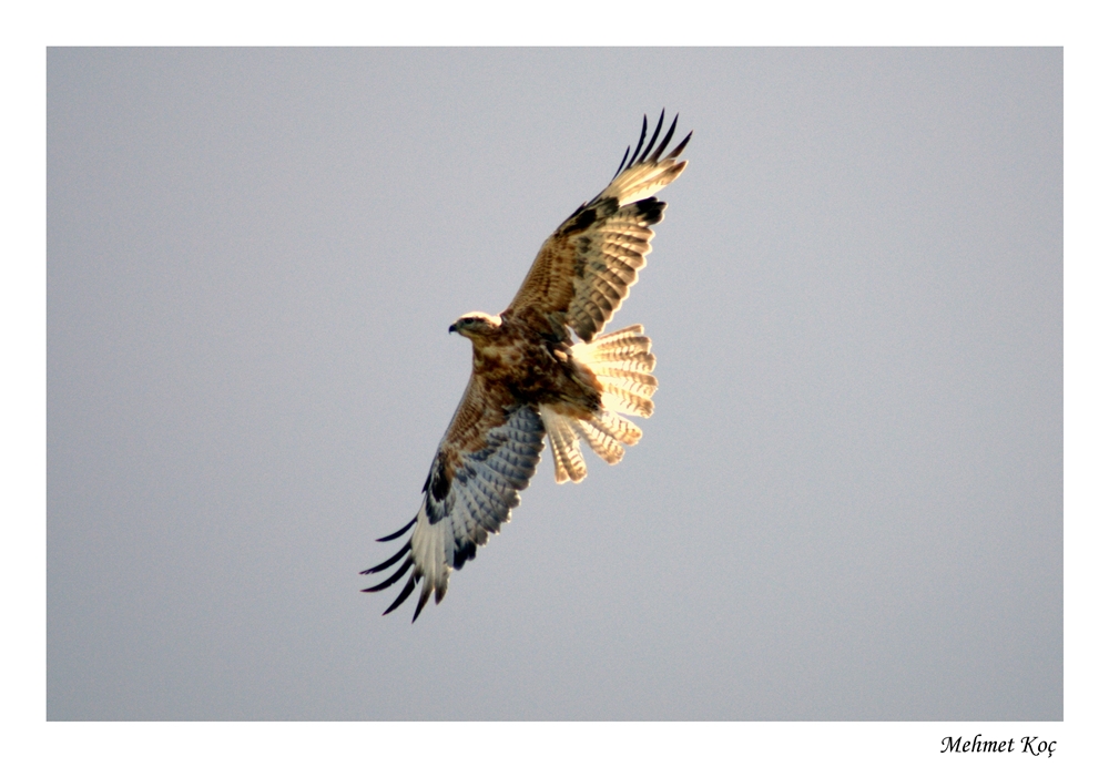 Kızıl şahin » Long-legged Buzzard » Buteo rufinus