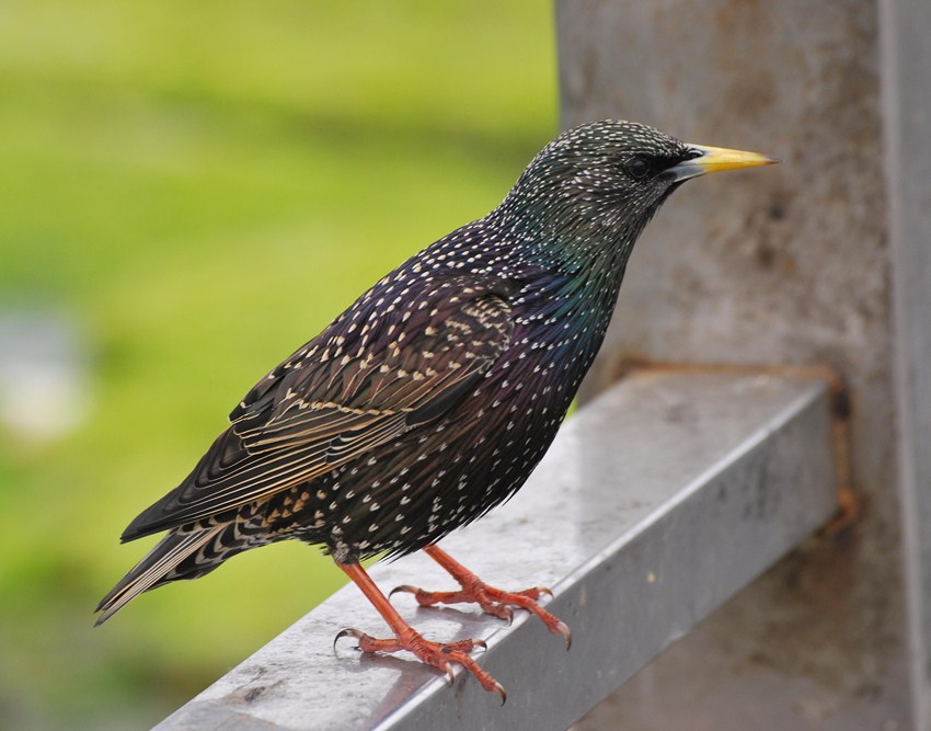Sığırcık » Common Starling » Sturnus vulgaris
