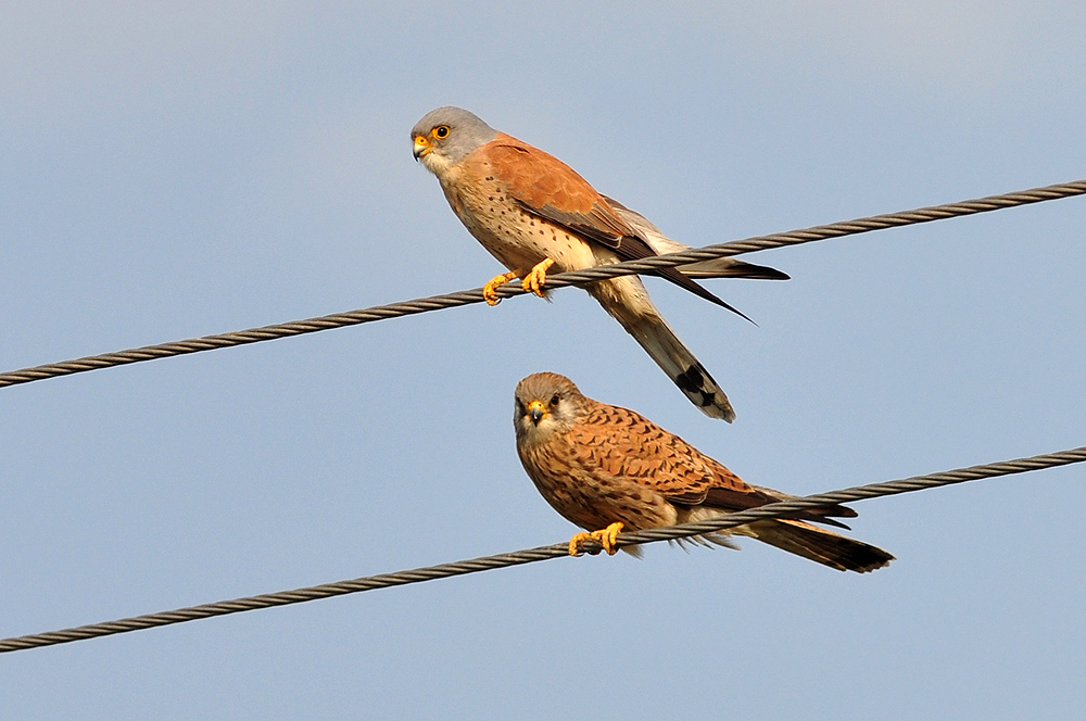 Küçük kerkenez » Lesser Kestrel » Falco naumanni