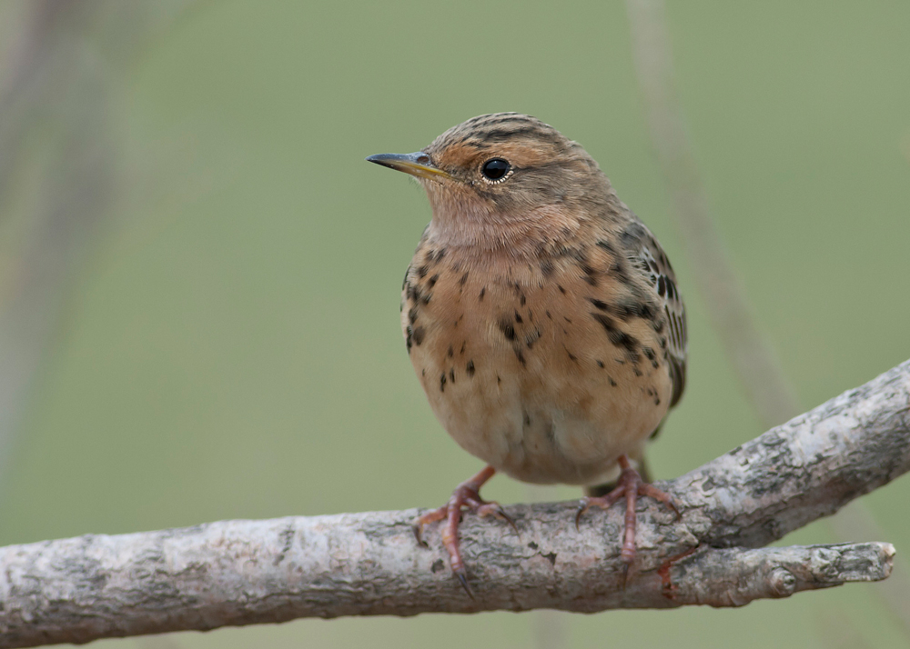 Kızılgerdanlı incirkuşu » Red-throated Pipit » Anthus cervinus
