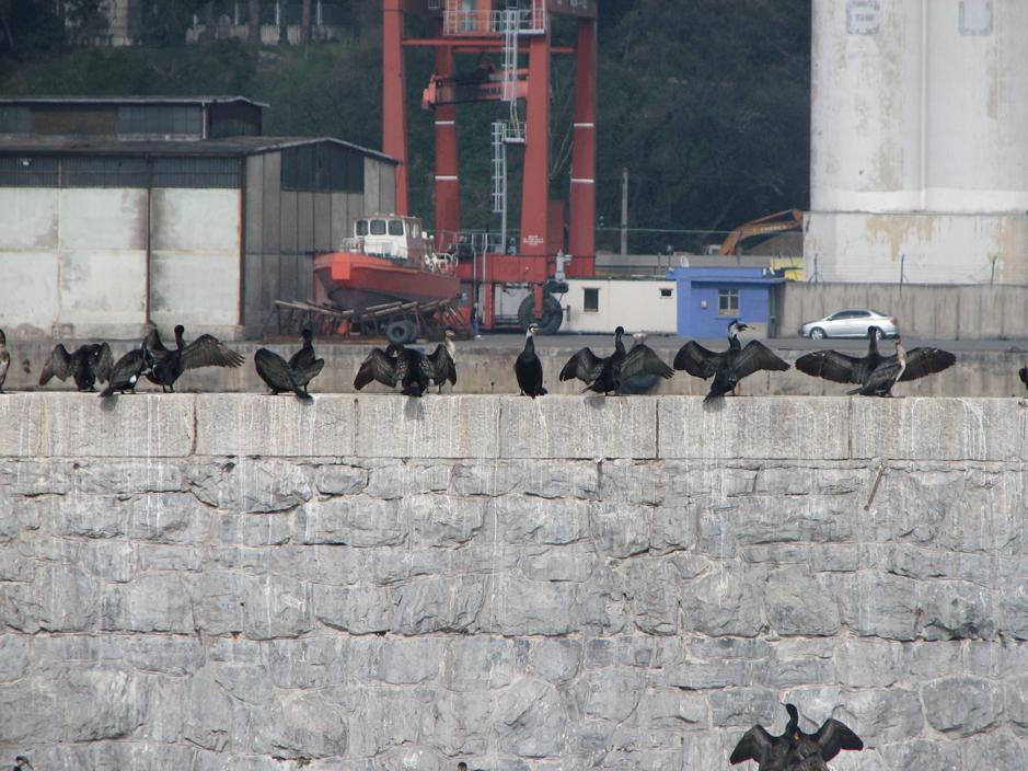 Karabatak » Great Cormorant » Phalacrocorax carbo