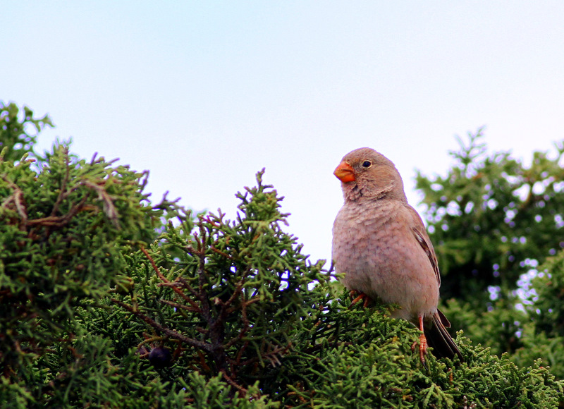 Küçük alamecek » Trumpeter Finch » Bucanetes githagineus