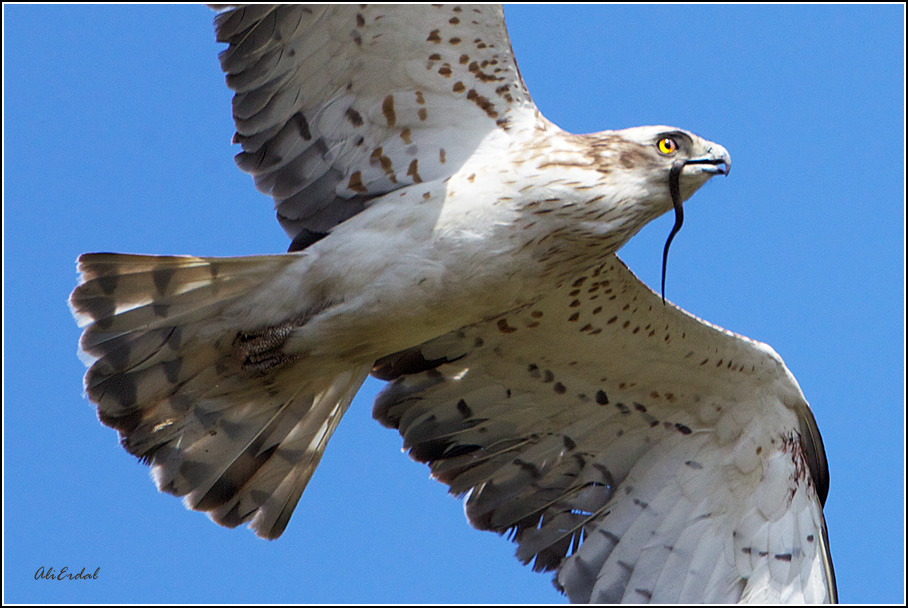 Yılan kartalı » Short-toed Snake Eagle » Circaetus gallicus