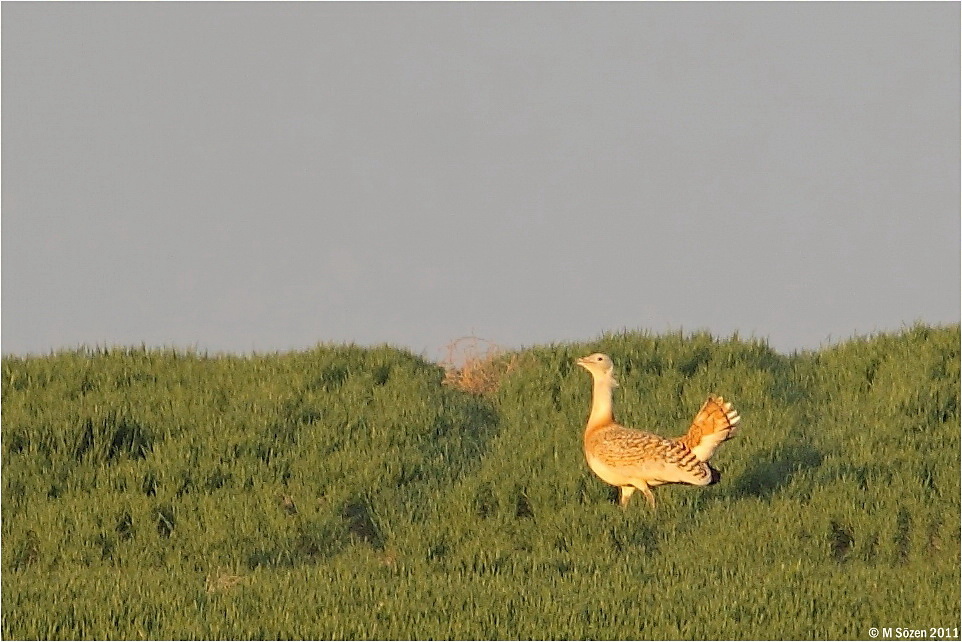 Toy » Great Bustard » Otis tarda