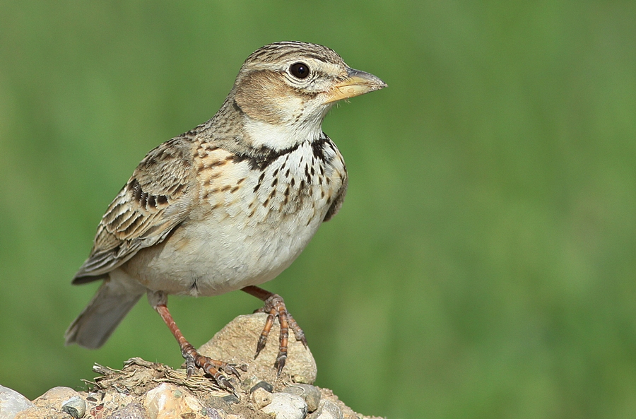 Boğmaklı toygar » Calandra Lark » Melanocorypha calandra