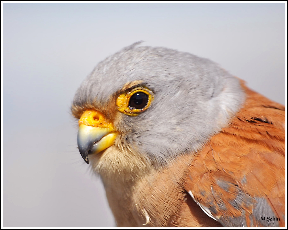 Küçük kerkenez » Lesser Kestrel » Falco naumanni
