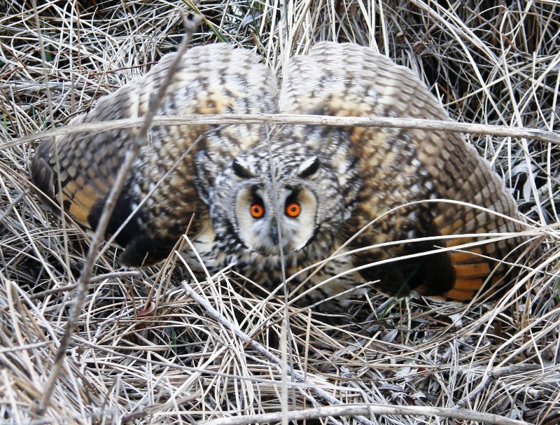 Kulaklı orman baykuşu » Long-eared Owl » Asio otus