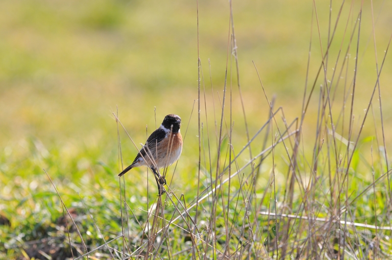 Taşkuşu » European Stonechat » Saxicola rubicola