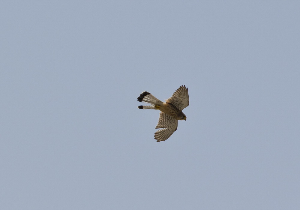 Kerkenez » Common Kestrel » Falco tinnunculus