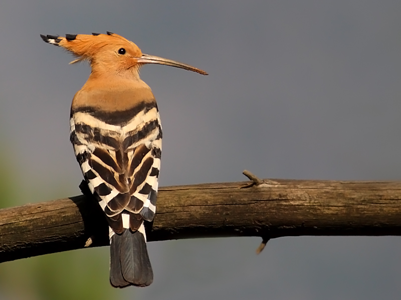 İbibik » Eurasian Hoopoe » Upupa epops