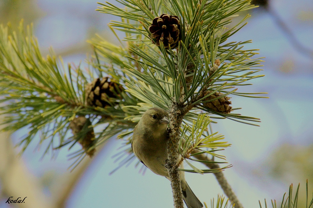 İspinoz » Common Chaffinch » Fringilla coelebs