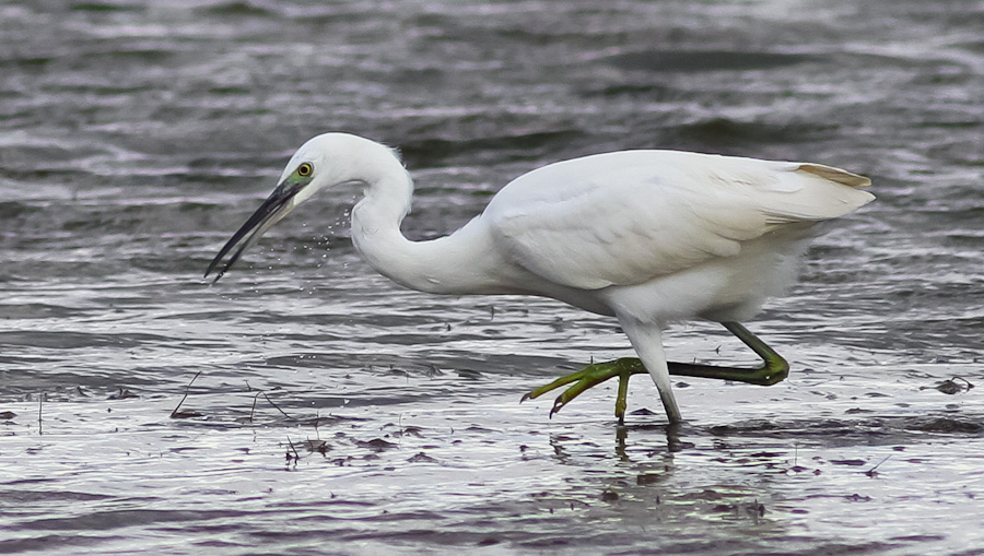 Küçük ak balıkçıl » Little Egret » Egretta garzetta