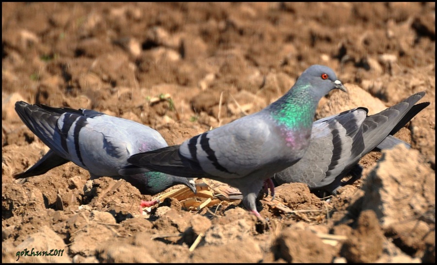 Kaya güvercini » Rock Dove » Columba livia