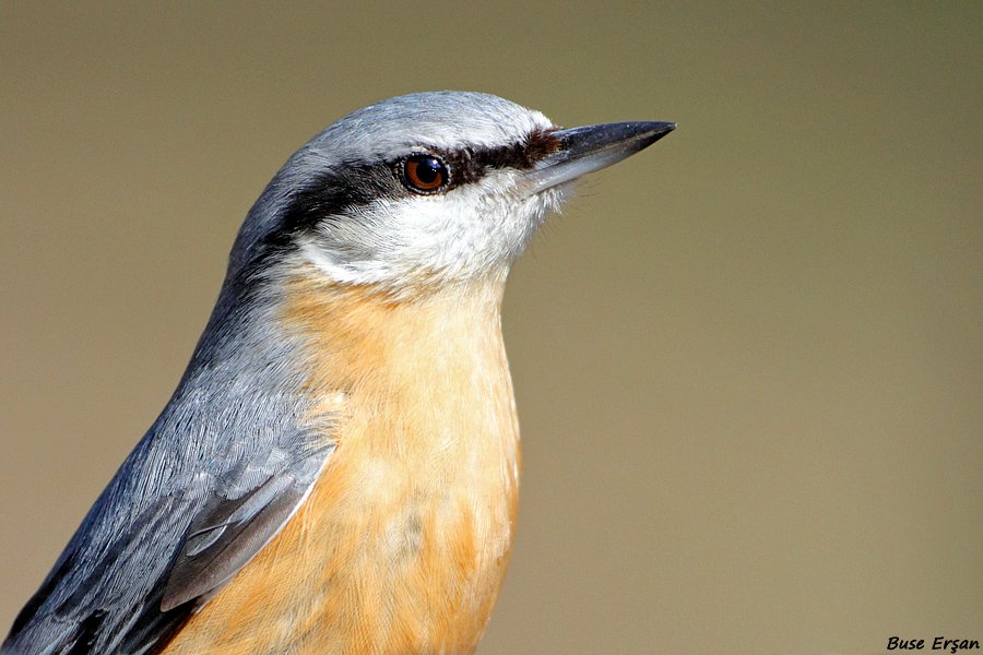 Sıvacı » Eurasian Nuthatch » Sitta europaea