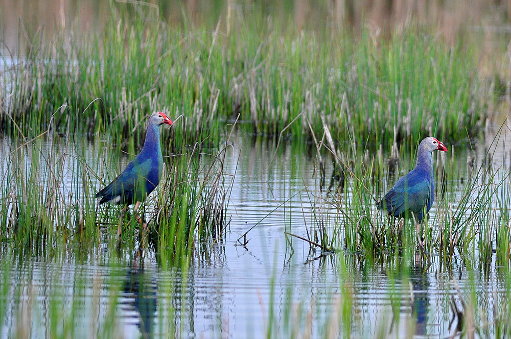 Sazhorozu » Grey-headed Swamphen » Porphyrio poliocephalus
