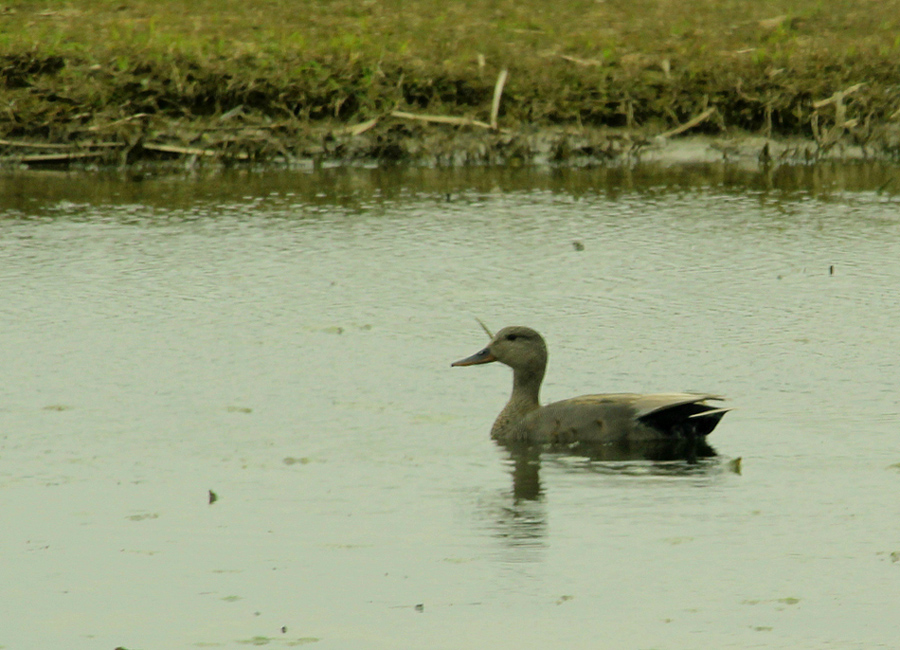 Boz ördek » Gadwall » Mareca strepera
