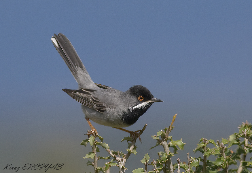Karaboğazlı ötleğen » Rüppell`s Warbler » Sylvia ruppeli
