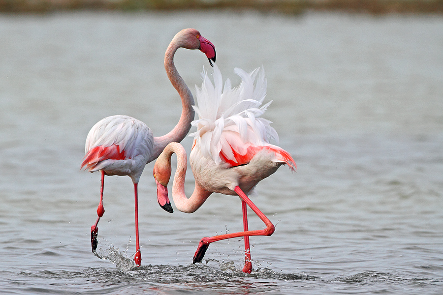 Flamingo » Greater Flamingo » Phoenicopterus roseus