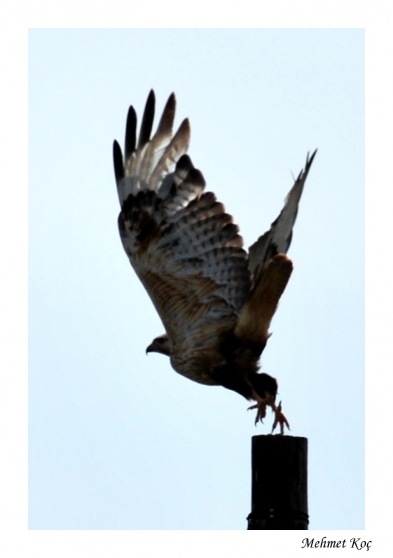 Kızıl şahin » Long-legged Buzzard » Buteo rufinus
